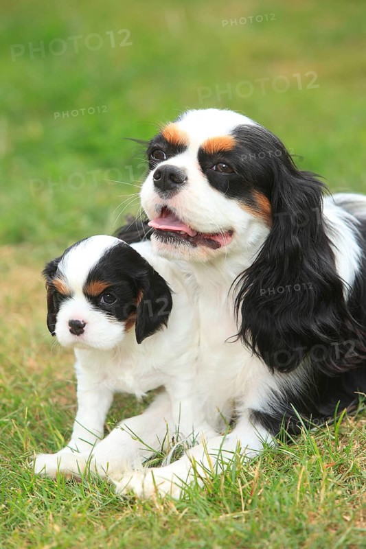 Cavalier King Charles Spaniel, bitch with puppy, tricolour, 5 weeks