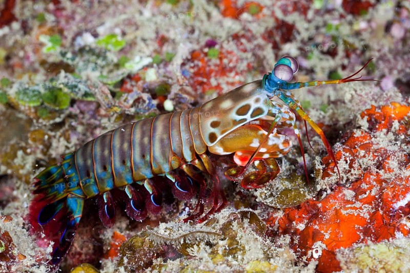 Colored Mantis Shrimp, Raja Ampat, West Papua, Indonesia (Odontodactylus scyllarus)