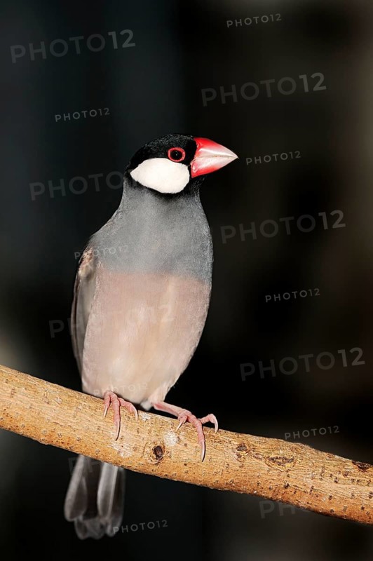 Javanese java sparrow (Padda oryzivora)