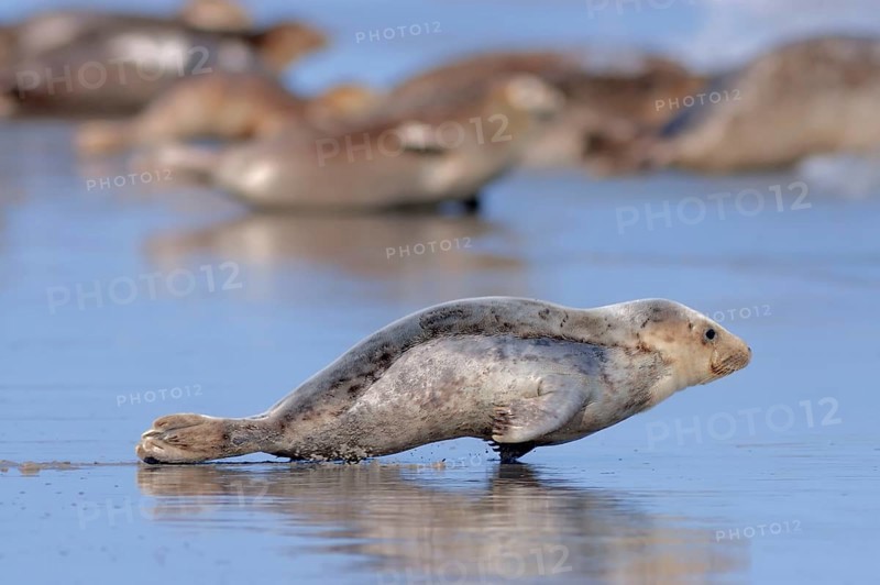 Common harbor seal (Phoca vitulina), juvenile, Helgoland, Schleswig-Holstein, lateral, Germany, Europe
