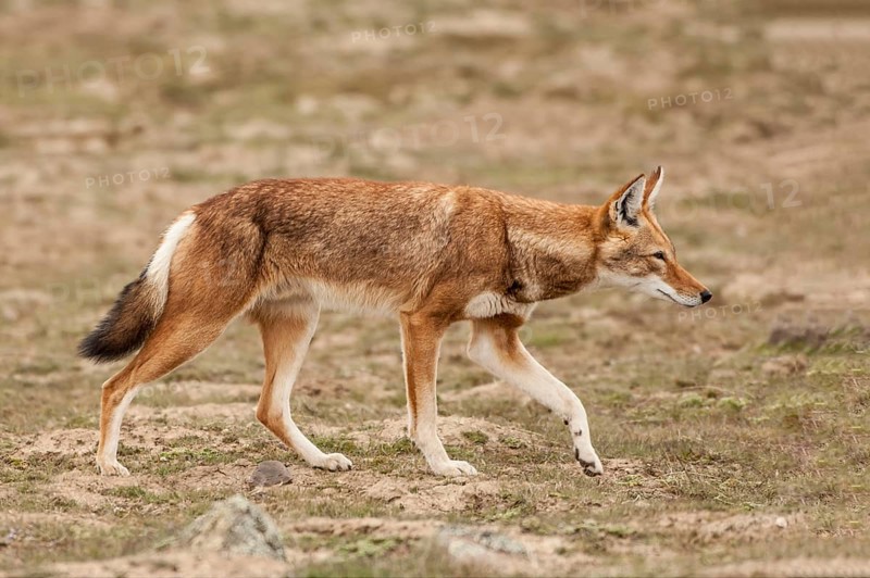 Ethiopian wolf (Canis simensis), Bale Mountains ethiopian wolf, Ethiopia, Africa