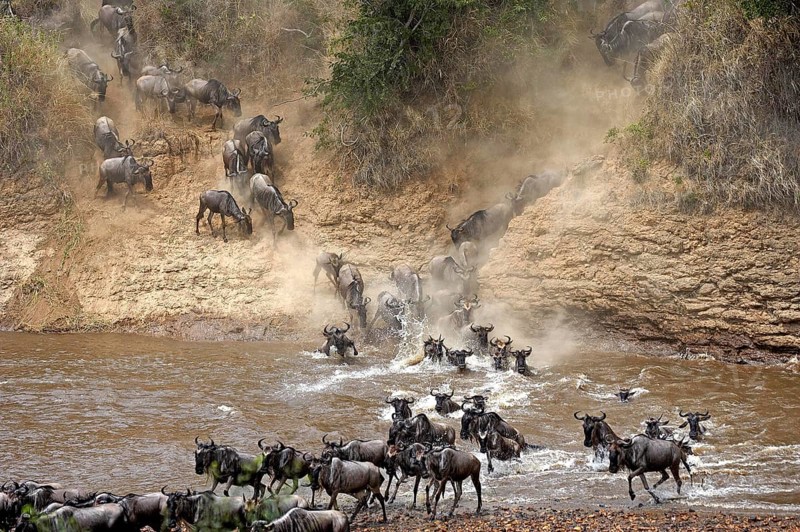 Blue Wildebeest (connochaetes taurinus), Herd migrating, Crossing Mara River, Masai Mara Park in Kenya