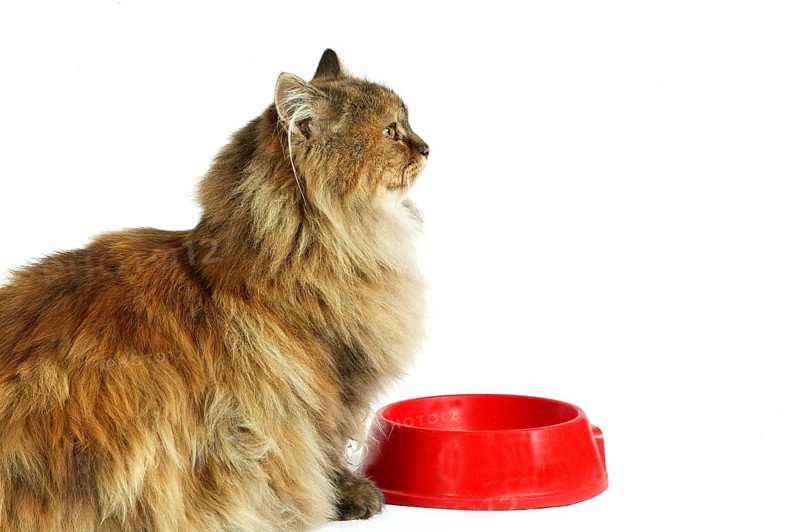 Tortoiseshell Persian Domestic Cat, Female against White Background