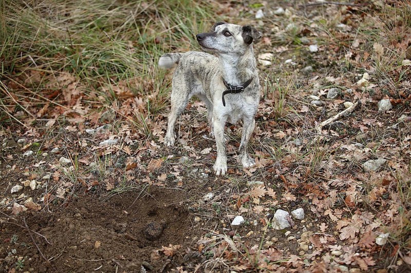 TRUFFLE DOG, TRUFFLE GATHERING IN DROME IN FRANCE