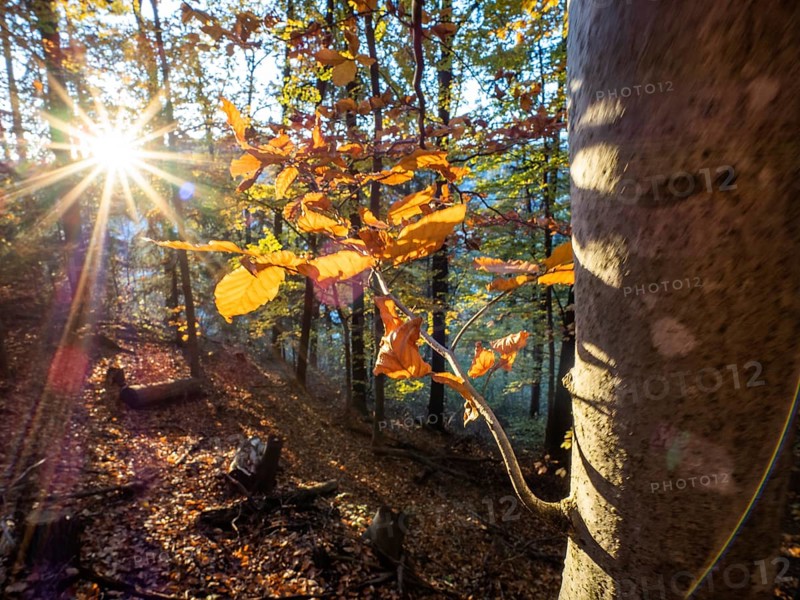 Autumn atmosphere, sunbeams, autumn leaves on a branch, forest floor covered with leaves, Leoben, Styria, Austria, Europe