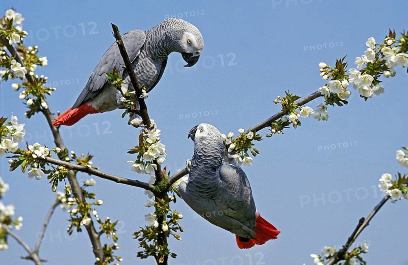 African Grey Parrot (psittacus erithacus), Adults in Blooming Tree
