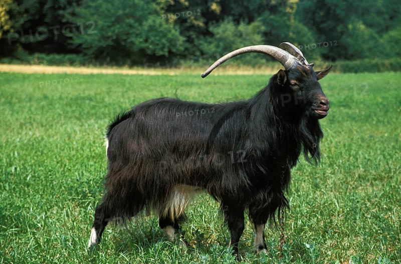 Poitevine goat, a French domestic goat breed, billy goat