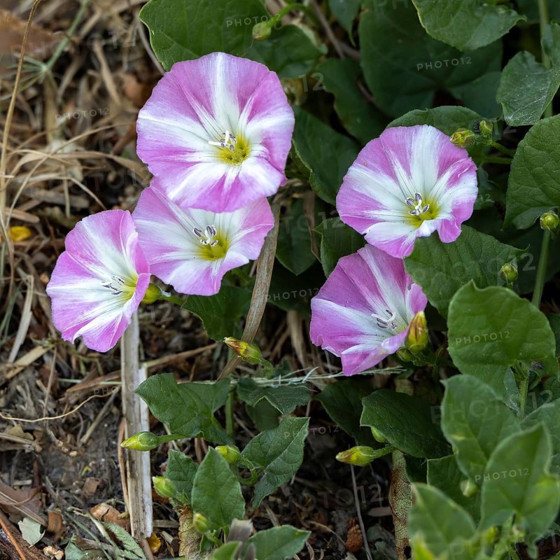 Field Bindweed (Convolvulus arvensis) flowering by a roadside near Ardingly