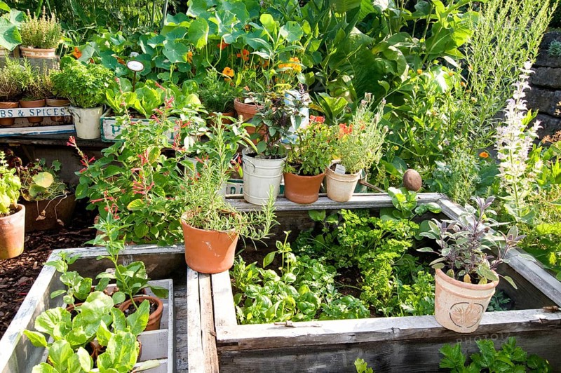 Garden with herbs