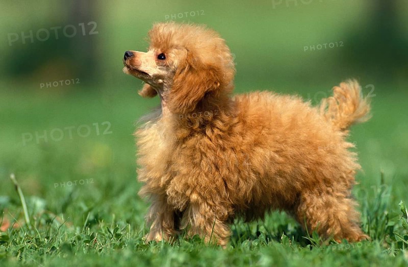 ABRICOT DWARF POODLE, MALE STANDING ON GRASS