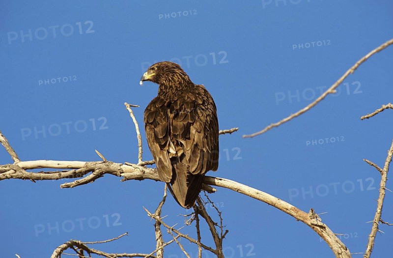 GREATER SPOTTED EAGLE (aquila clanga), ADULT ON BRANCH AGAINST BLUE SKY