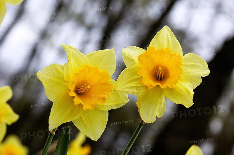 Daffodil (narcissus pseudonarcissus) Flowers