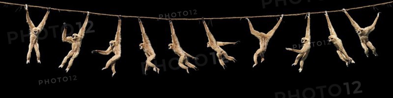 WHITE-HANDED GIBBON (hylobates lar), FEMALE HANGING FROM LIANA, MOVEMENT SEQUENCE