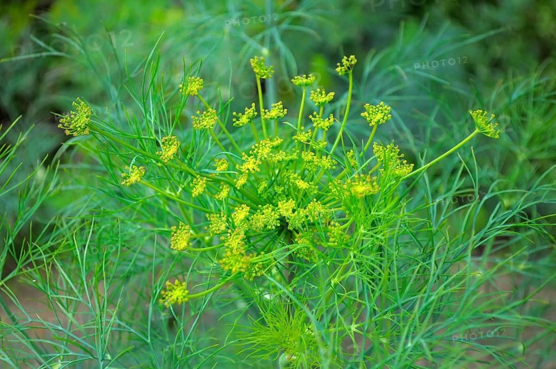 Fennel (Foeniculum vulgare) flowering, Fennel