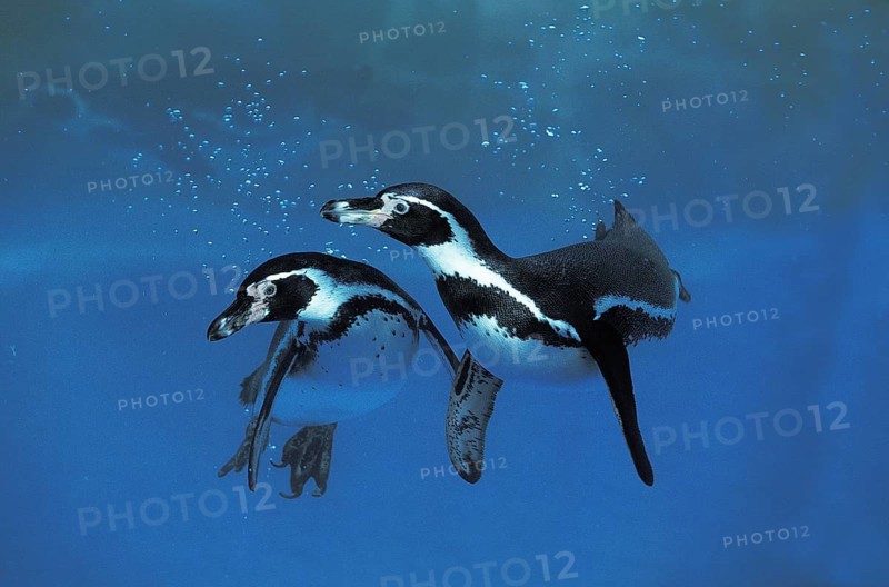 Humboldt Penguin (Spheniscus humboldti)
