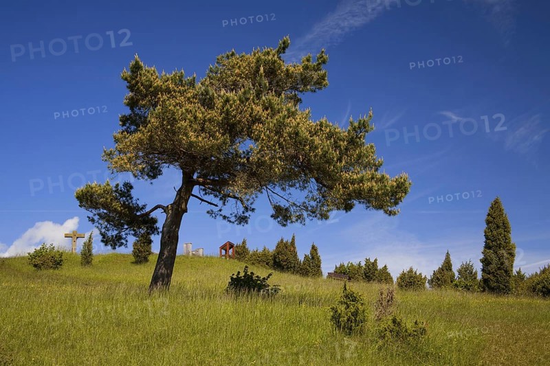 Pine, Calvary, Alendorf, Eifel, North Rhine-Westphalia, Germany, Europe
