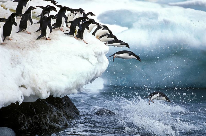 ADELIE adelie penguin (pygoscelis adeliae), GROUP SPRINGS INTO THE WATER, PAULET ISLAND IN ANTARCTICA