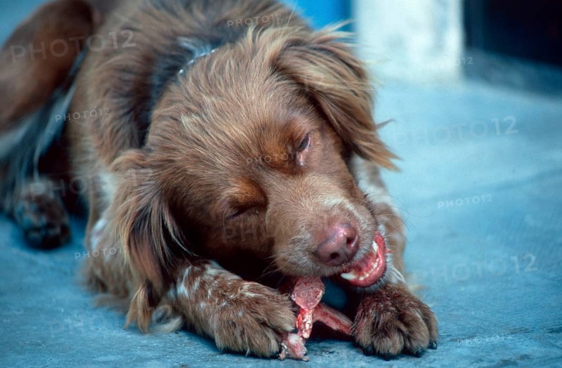 Mixed Breed Dog, eating bone, Mixed Breed Dog, eating bone