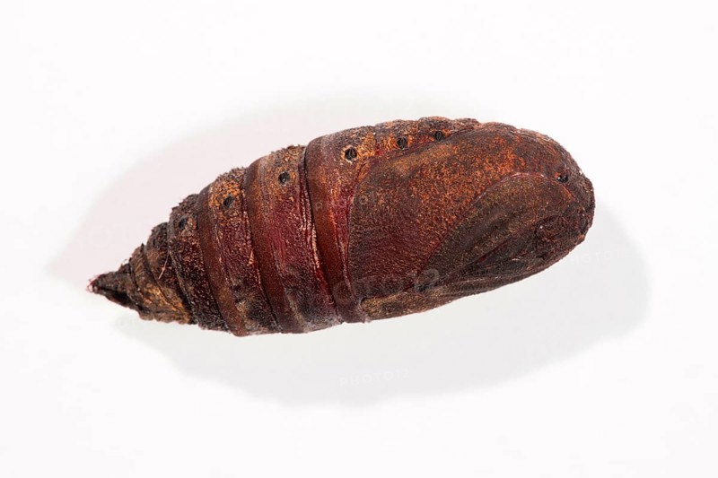 Endromis versicolora (Endromis versicolora), pupa, Rhineland-Palatinate, Germany, Europe