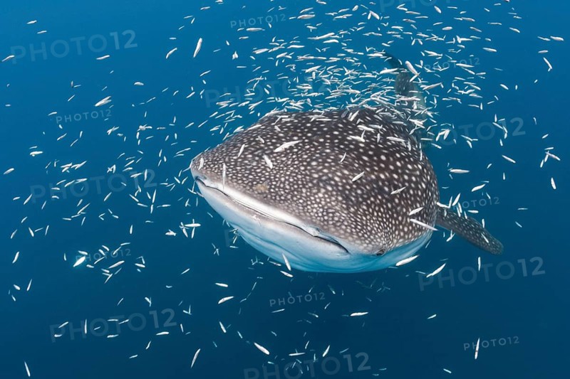 Whale Shark (Rhincodon typus), Cenderawasih Bay, West Papua, Indonesia, Asia