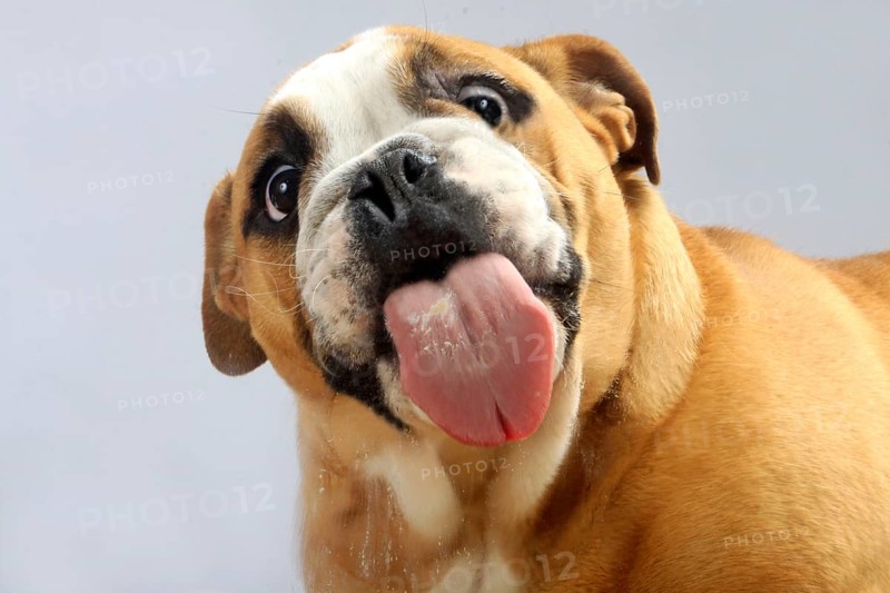 English Bulldog licked pane, glass pane, lick, tongue