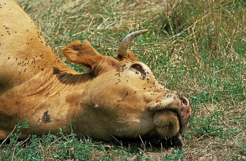 Dead Cows with Flies