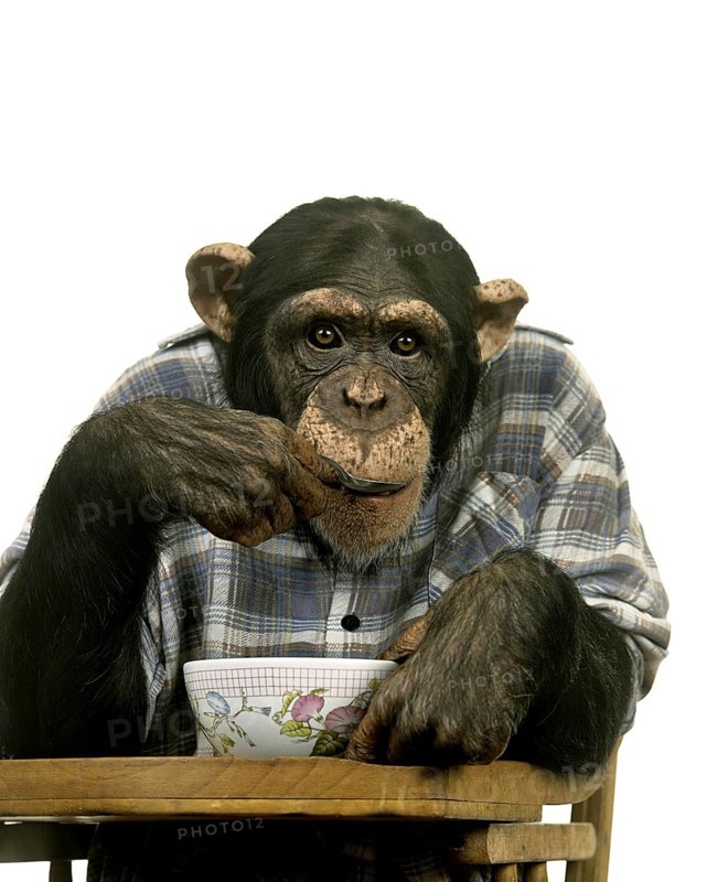 Chimpanzee (pan troglodytes) eating Breakfast