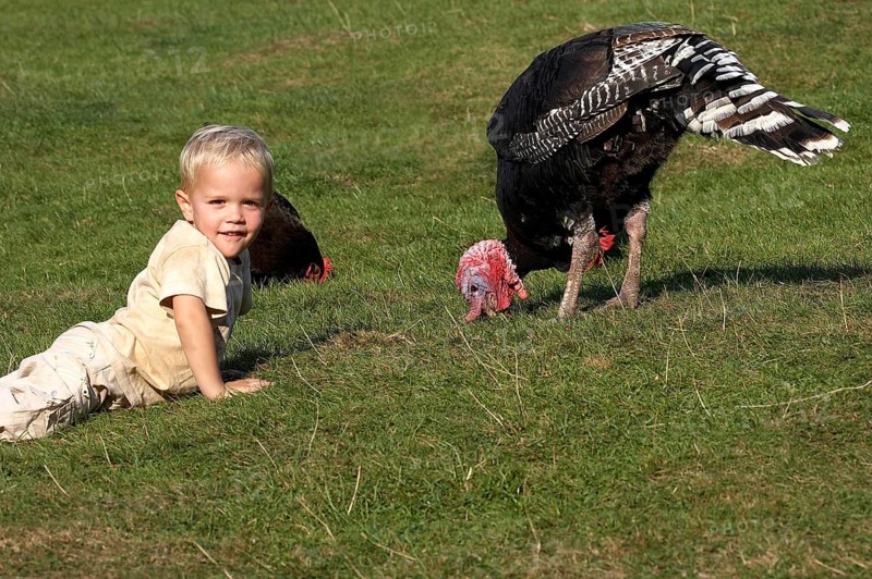Boy with Male Turkey and Hen, Normandy