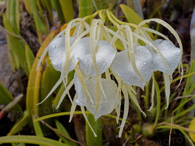 Orchid (Brassavola nodosa), Corozal district, Belize, Central America