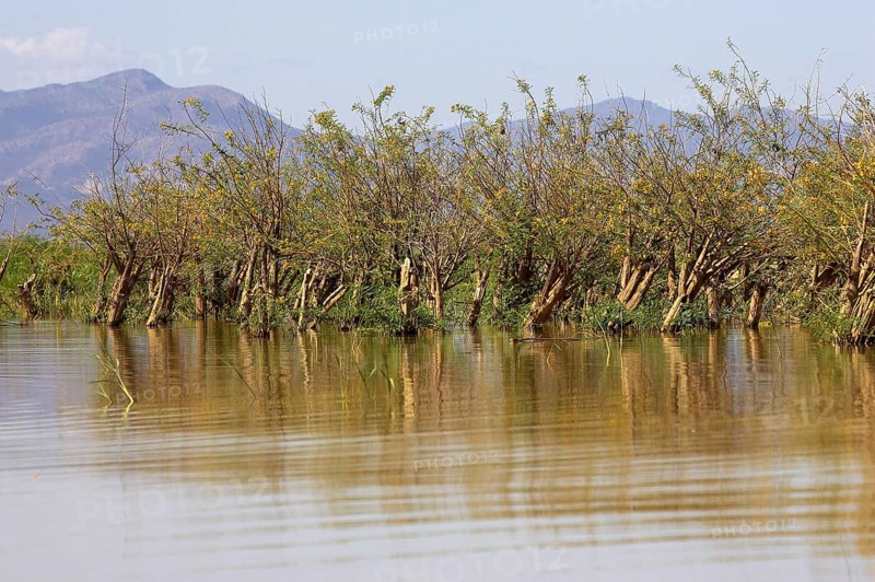 Balsa wood tree, aeschynomene elaphroxylon, Lake Baringo in Kenya