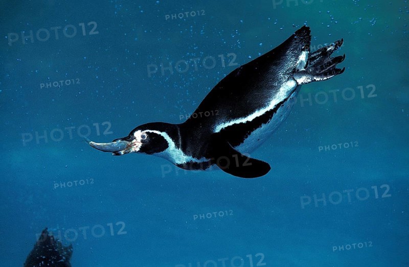 Humboldt Penguin (spheniscus humboldti), Adult fishing, with Fish in Beak