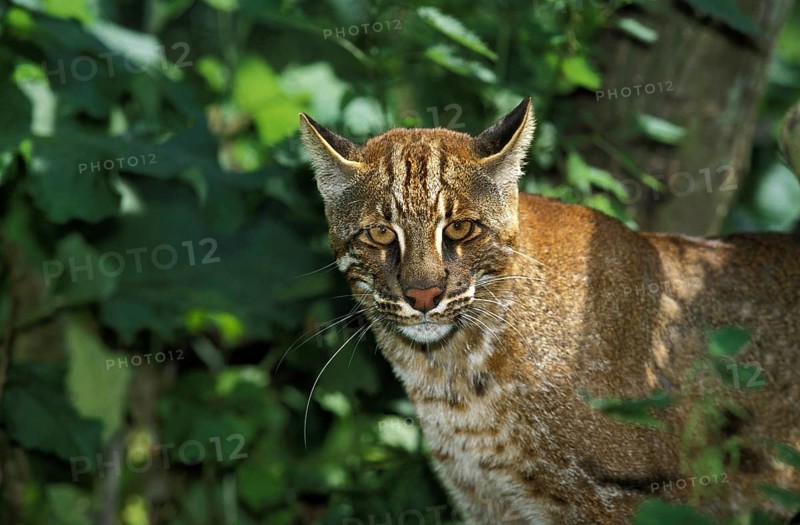Asian golden cat or temmink cat, catopuma temmincki, adult