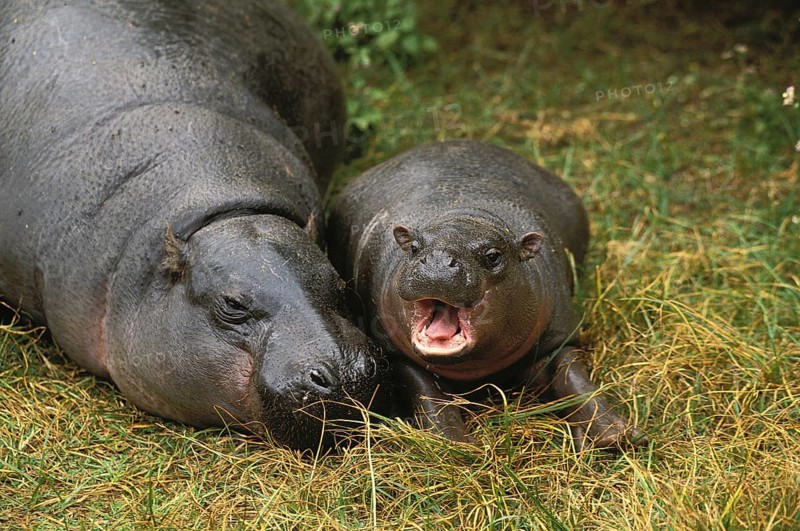Pygmy Hippopotamus (choeropsis liberiensis), Female with Young Sleeping