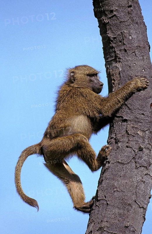Olive baboon (papio anubis), male climbing on tree trunk, Masai Mara Park in Kenya