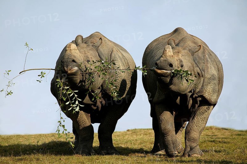 INDIAN indian rhinoceros (rhinoceros unicornis), pair feeding on the same branch