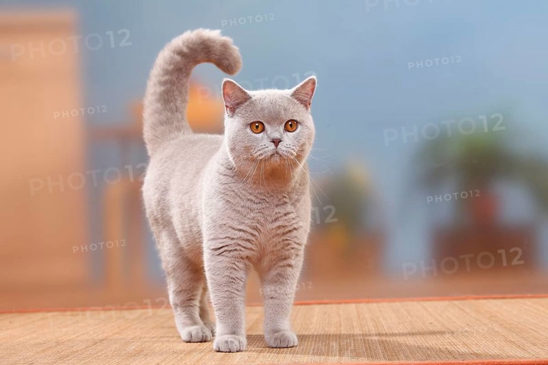 British shorthair cat, male, lilac, 6 months/ BKH
