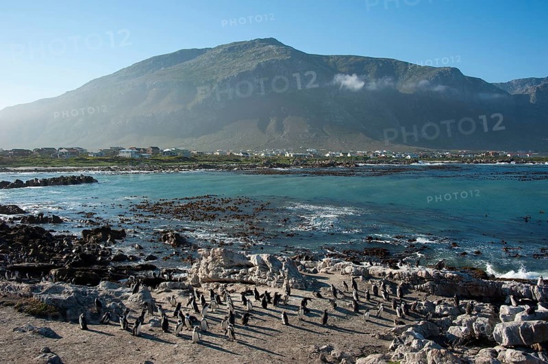 African penguin on the beach, Betty's Bay, Western Cape, South Africa Black-footed Penguin (Spheniscus demersus)