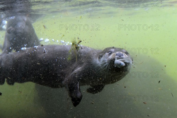 European River Otter catching fish (Lutra lutra)