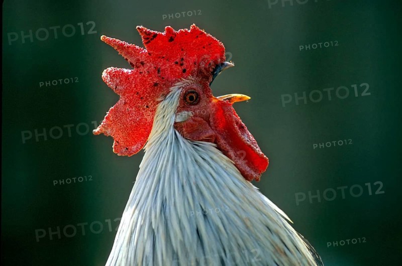 Ohiki, Minohiki-Chabo, Domestic Chicken, Southern Japanese Bantam Breed