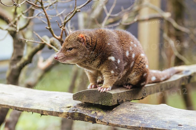 A Spotted-Tailed Quoll is spotted near Cradle Mountain, Tasmania, Australia, Oceania