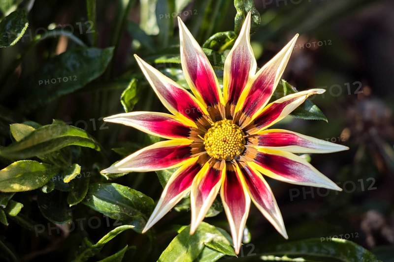 Yellow and red Gazania flowering in an English garden