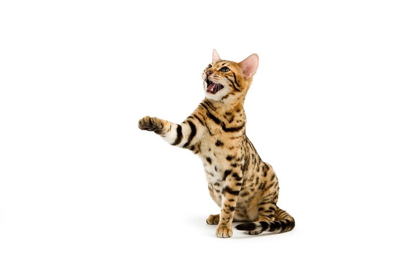 BROWN SPOTTED BENGAL HOUSE CAT, ADULT, HOLDING UP FRONT LEG