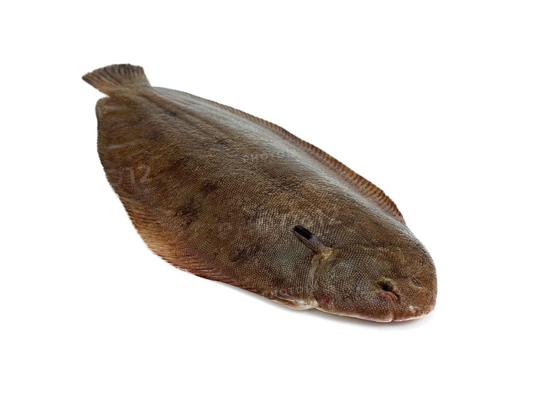 Sole, Sole (solea solea), Other animals, Fish, Flatfish, Animals, Sole Fish, Fresh Fish against white background