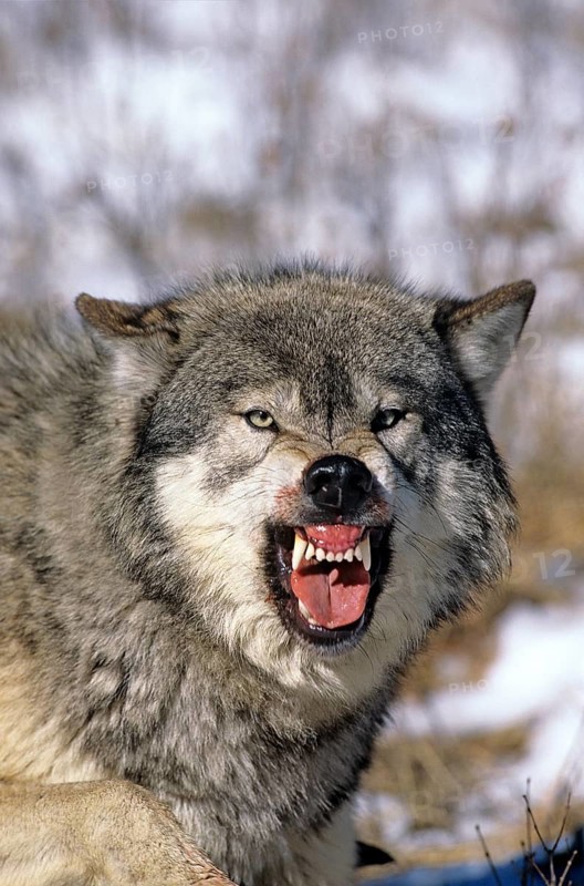 NORTH AMERICAN GREY WOLF (canis lupus occidentalis), ADULT SHOWING TEETH, THREAT POSTURE, CANADA