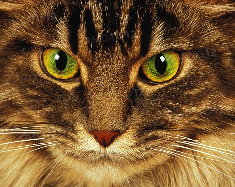 Skogkatt domestic cat, portrait of an adult, close-up of the eyes
