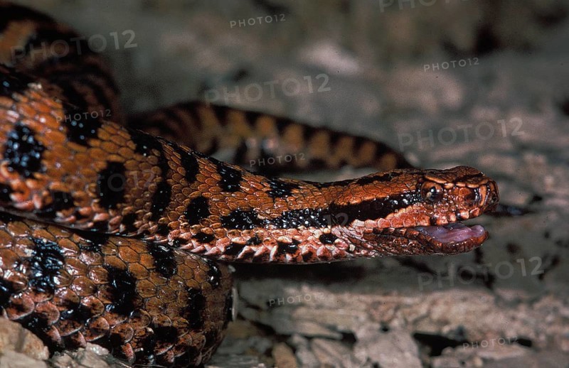 Asp Viper (vipera aspis), Adult with Open Mouth