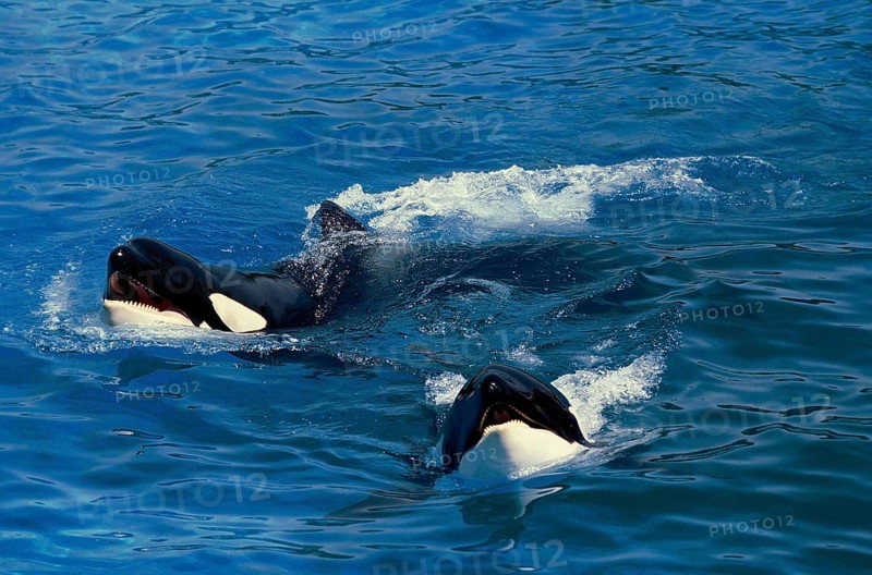 Killer Whale (orcinus orca)