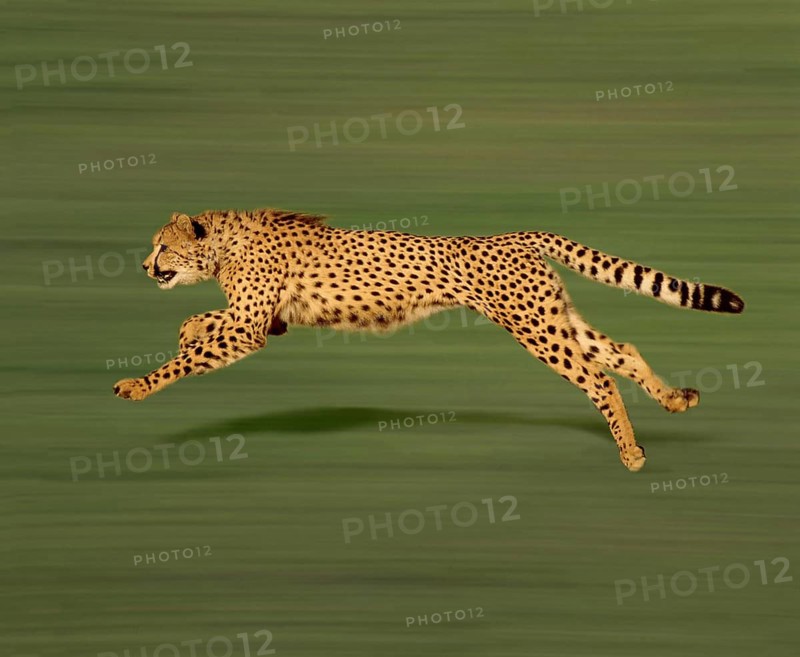 Cheetah (acinonyx jubatus), Adult running