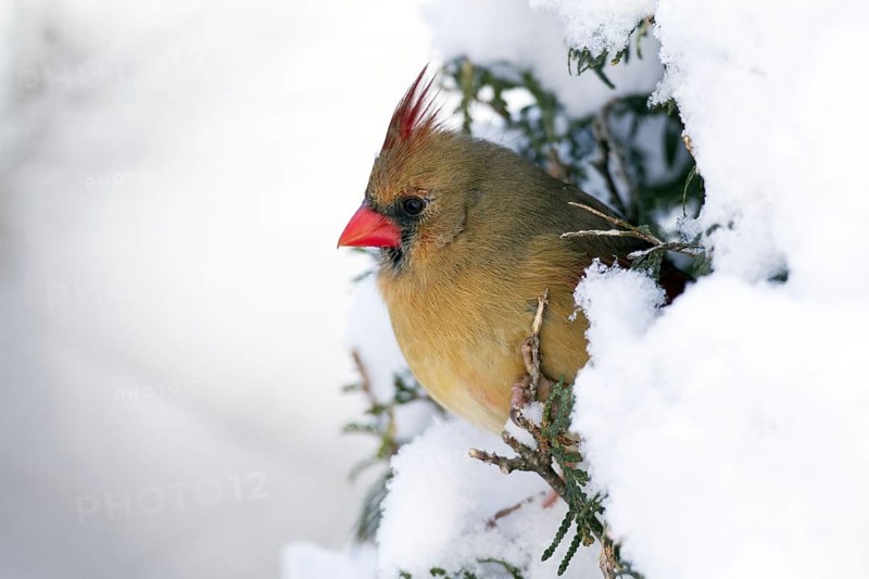 Common cardinal, female, Northern cardinal (Cardinalis cardinalis), Canada, North America