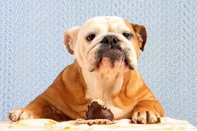 English Bulldog and Moorhead